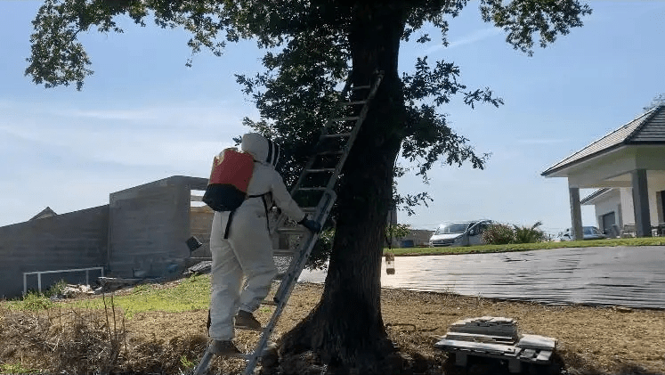 Intervention sur un nid de frelon dans un arbre