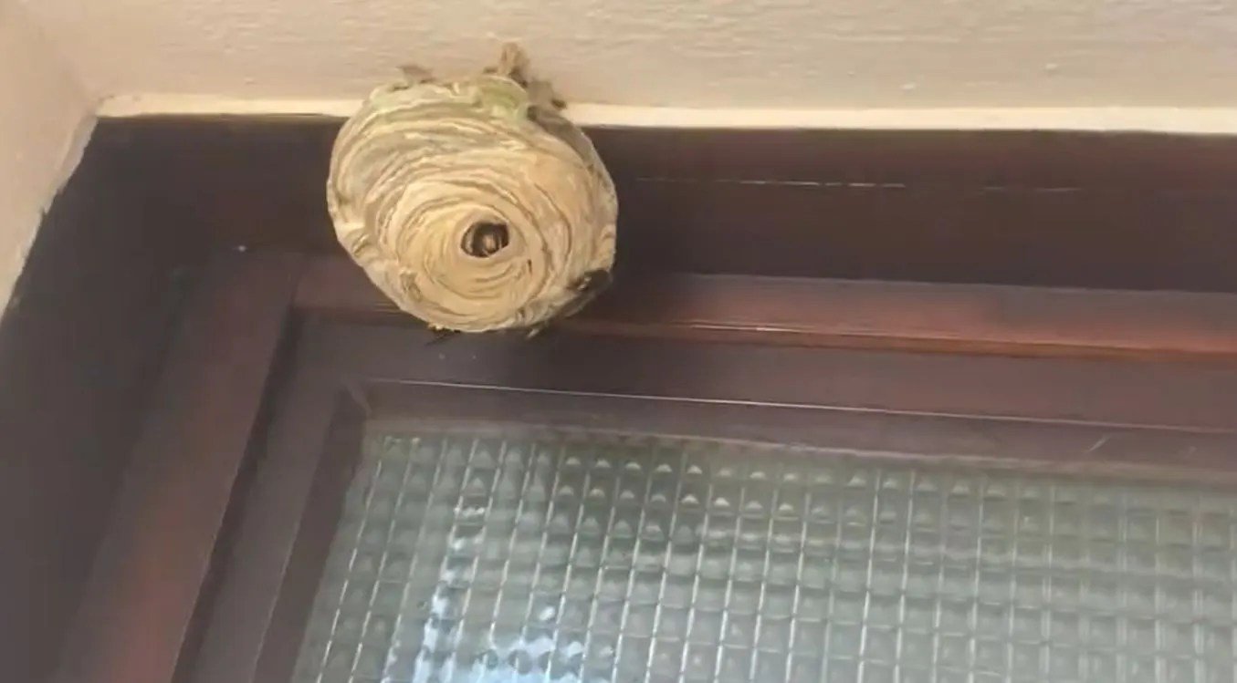 Un nid de frelons asiatiques sur un balcon à Pau